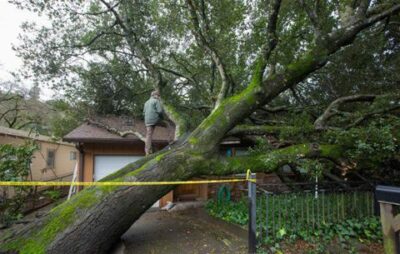 sonoma-tree-damages-roof