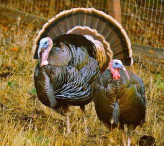 Wild turkey in Marin County CA.