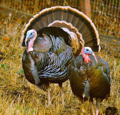 Wild turkey in Marin County CA.