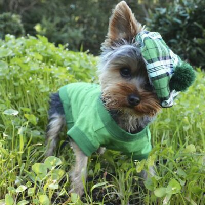St. Patrick's day dog image.