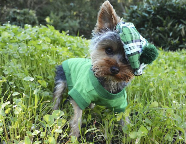 Happy St. Patrick’s Day