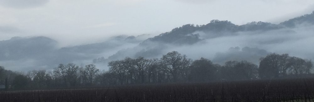 panoramic view of Sonoma County hillside shouded in fog