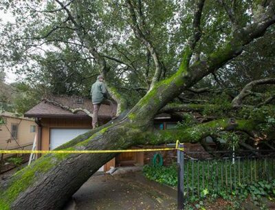 sonoma-tree-damages-roof